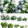 White Hydrangea Flowers With Lush Green Leaves And Garden Plant Displays
