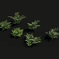 Six Green Shrubs With Various Shapes Shown On Black Background 3d model