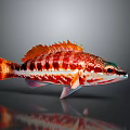 Colorful Red And White Striped Fish With Orange Fins On Gray Background With Reflection