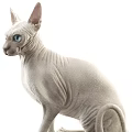 Two Hairless Sphynx Cats Gray And White With Yellow And Blue Eyes Sitting Together