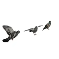 Flying Animal Pigeon In Various Poses With Spread Wings And Standing Postures