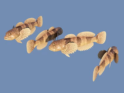 Three Brown Striped Aquatic Fish Swimming Gracefully in Blue Background Environment 3d model