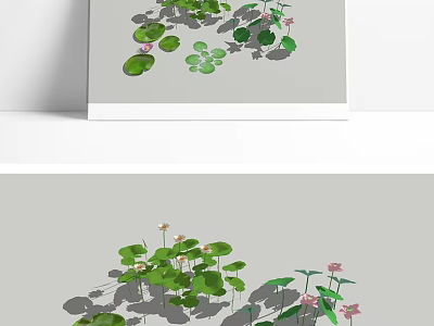 Aquatic Plants With Lily Pads Lotus Flowers And Shadows On Water Surface 3d model