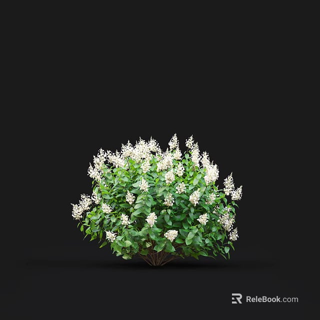 Lush Blooming Shrub With White Flowers And Green Leaves Against Black Background 3d model 