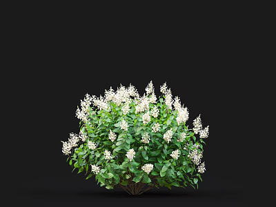 Lush Blooming Shrub With White Flowers And Green Leaves Against Black Background 3d model