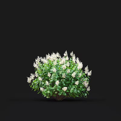 Lush Blooming Shrub With White Flowers And Green Leaves Against Black Background 3d model