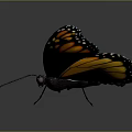 Monarch Butterfly Showing Orange Wings With Black Edges And White Spots On Dark Background