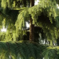 Tall Evergreen Arbor Trees With Lush Green Foliage And Various Shapes