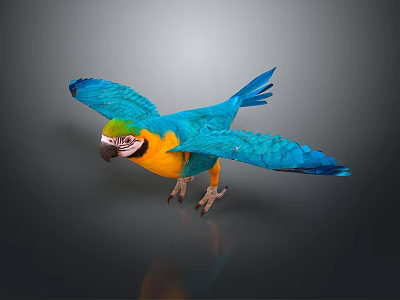 Vibrant Blue and Yellow Parrot Flying with Spread Wings Against Dark Background 3d model