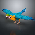 Vibrant Blue and Yellow Parrot Flying with Spread Wings Against Dark Background