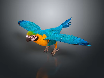 parrot xuanfeng parrot budgerigar monk parrot little sun parrot peony parrot senegal parrot 3d model