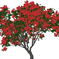 Phoenix Tree Red Flowering Tree Big Arbor Landscape Tree Entrance Tree Point View Tree 3d model