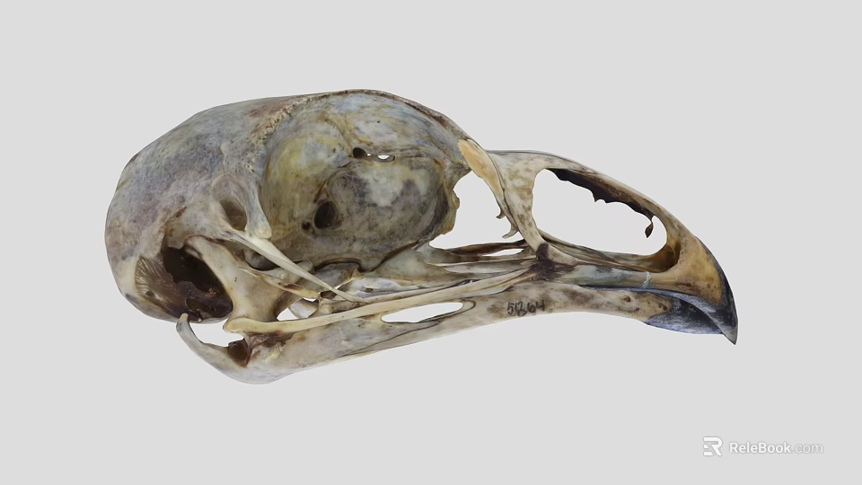 Detailed Avian Skull Skeleton With Natural Bone Texture And Beak Features 3d model 