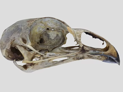 Detailed Avian Skull Skeleton With Natural Bone Texture And Beak Features 3d model