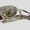 Detailed Avian Skull Skeleton With Natural Bone Texture And Beak Features