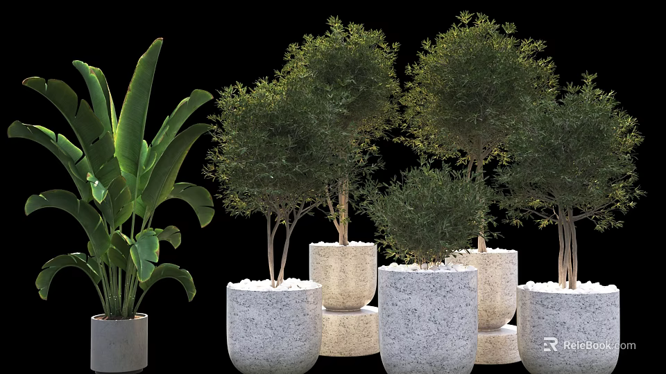 Bonsai Potted Plants With Greenery In White Gray Stone Pots Different Sizes Shapes Black Background 3d model 