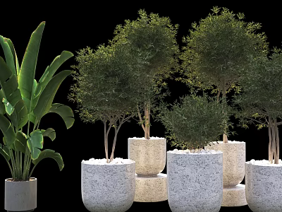 Bonsai Potted Plants With Greenery In White Gray Stone Pots Different Sizes Shapes Black Background 3d model