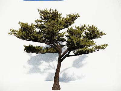 Tall Evergreen Pine Tree With Lush Green Foliage And Brown Trunk Against White Background 3d model