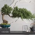 Bonsai Tree in Green Pot on Wooden Stand Against Textured Wall with Teapot and Accessories