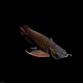 Stunning Golden Arowana Fish With Red Fins And Black Background Reflection