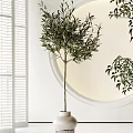 Bonsai Potted Plants in Indoor White Room with Round Mirror Light Ceramic Pots Metal Stands