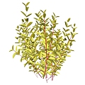 Shrubs 3d model