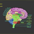 head structure head planer face human head planer face human brain planer face head structure brain structure human head structure 3d model