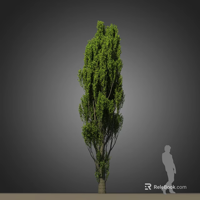 Tall Tree with Lush Green Foliage Straight Trunk and Human Silhouette Against Gray Background 3d model 