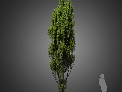 Tall Tree with Lush Green Foliage Straight Trunk and Human Silhouette Against Gray Background 3d model