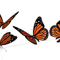 Four Monarch Butterflies With Orange And Black Wings On White Background