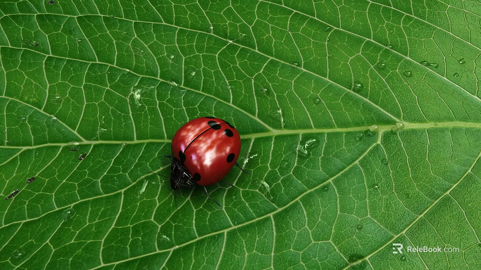 Red Ladybug A Flying Insect On Fresh Green Leaf With Water Droplets 3d model 