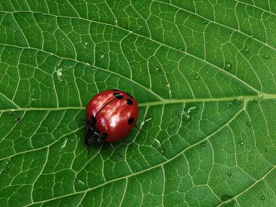 Red Ladybug A Flying Insect On Fresh Green Leaf With Water Droplets 3d model