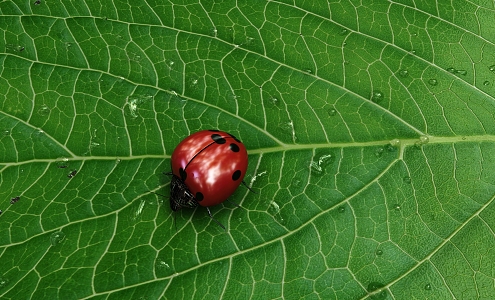 modern animal ladybug green leaf 3d model