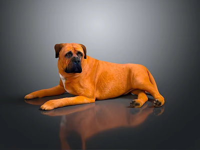 Relaxed Orange Dog Lying on Smooth Black Surface with Gray Background 3d model