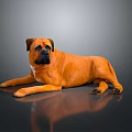 Relaxed Orange Dog Lying on Smooth Black Surface with Gray Background 3d model