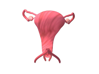 3D Illustration of Pelvic Organs Showing Uterus Fallopian Tubes and Ovaries 3d model