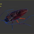 Red And Black Cockroach With Orange Legs Glossy Exoskeleton And Long Antennae On Gray Background