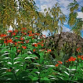 Vibrant Orange Flowering Bushes With Lush Green Leaves And Natural Garden Rocks