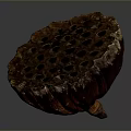 Fresh Reddish Brown Lotus Root Slice With Hollow Holes On Dark Background