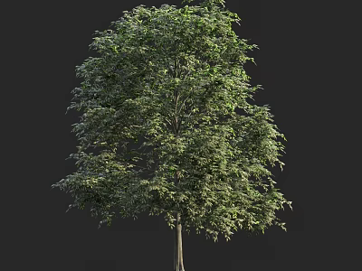 Lush Arbor With Dense Green Leaves And Strong Trunk In Natural Scene 3d model