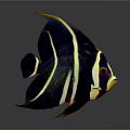 Colorful Angelfish With Black Yellow White Stripes And Vibrant Fins On Dark Background