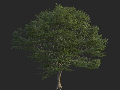 Arbor With Lush Green Leaves And Natural Trunk In Outdoor Space 3d model