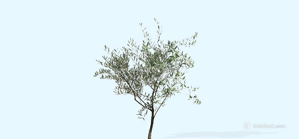 Elegant Olive Tree with Slender Branches and Lush Green Leaves in Natural View 3d model 