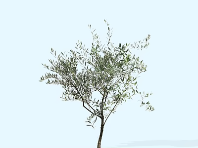 Elegant Olive Tree with Slender Branches and Lush Green Leaves in Natural View 3d model