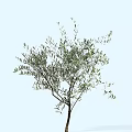 Elegant Olive Tree with Slender Branches and Lush Green Leaves in Natural View