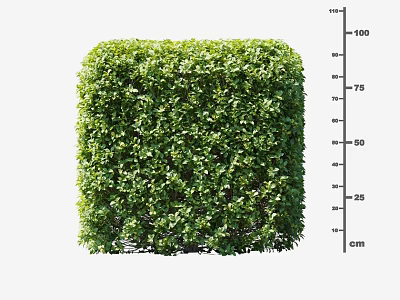 Well Trimmed Green Shrub With Dense Foliage And 100 cm Height Measurement 3d model