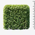 Well Trimmed Green Shrub With Dense Foliage And 100 cm Height Measurement