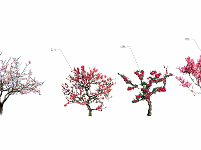 Blooming Arbor Trees with Pink and Red Flowers and Graceful Branches in Garden 3d model