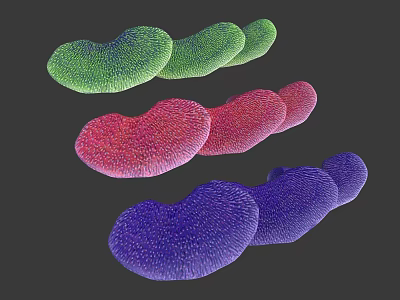 Colorful Bean Shaped Paramecium Animals With Green Red Purple Ciliated Bodies 3d model