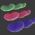 Colorful Bean Shaped Paramecium Animals With Green Red Purple Ciliated Bodies